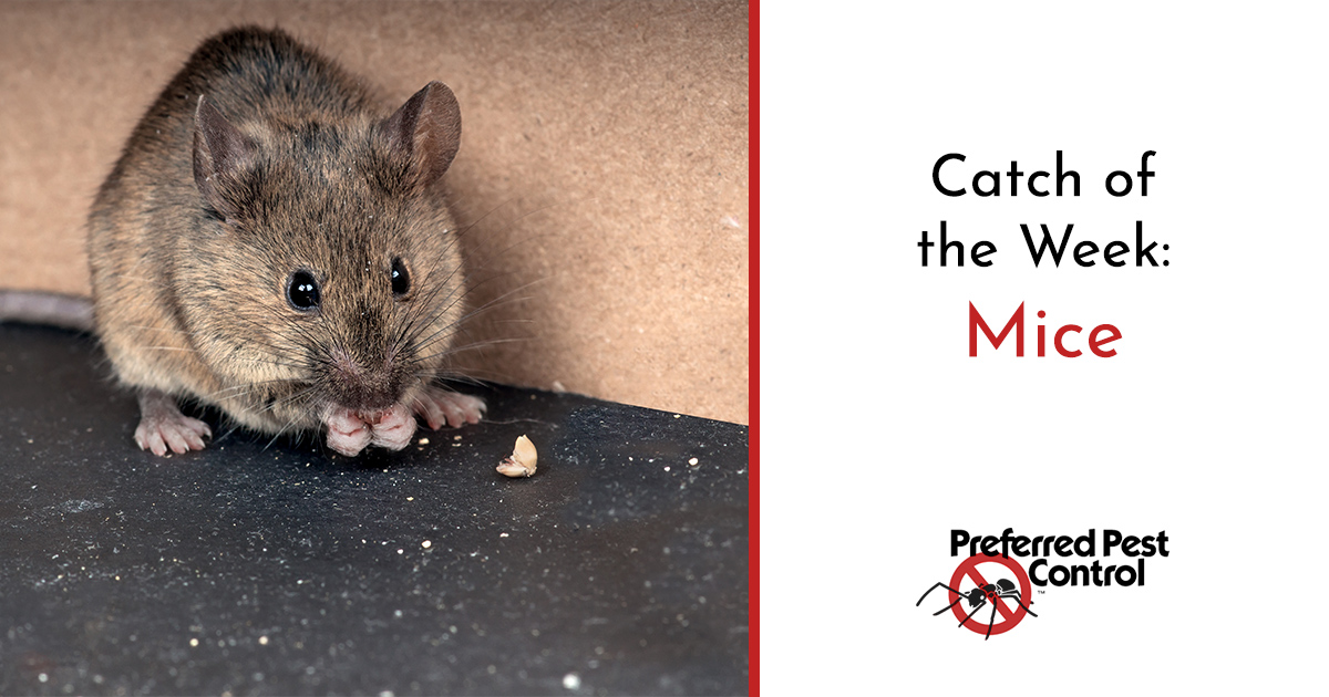 Can Mice Climb Up Walls? Preferred Pest Control